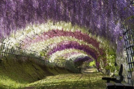 Wisteria Tunnel, Giappone