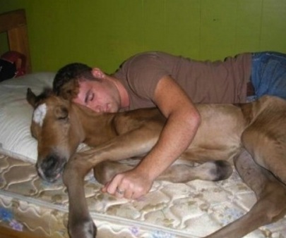 A letto con un cavallo