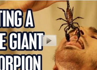 Mangia scorpioni vivi