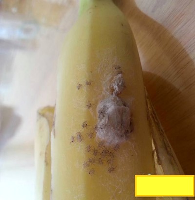 Ragni Velenosi Banane