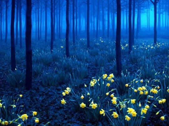 Foresta Nera, Germania
