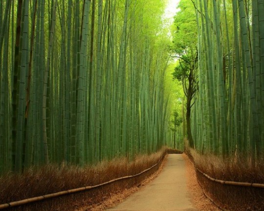 Foresta di bamboo, Giappone