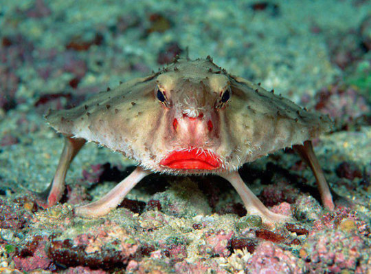 Pesce pipistrello dalle labbra rosse