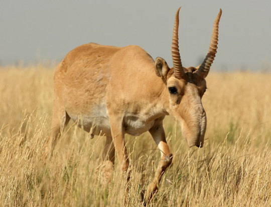 L’ antilope Saiga