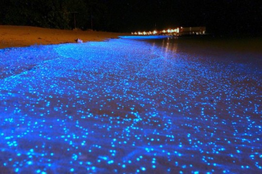 N. 5 Onde bioluminescenti