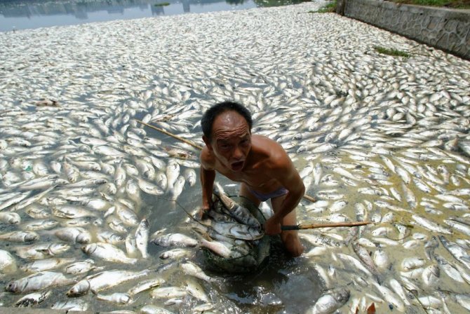 Questi pesci che sono tutti morti nel lago di Wuhan, in Cina