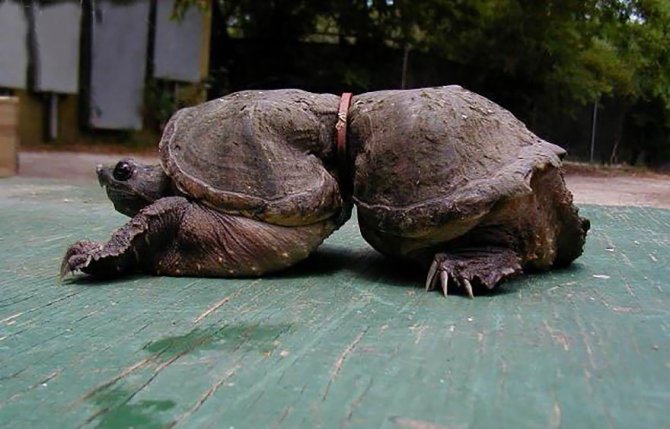 Queste tartarughe che sono cresciute intrappolate dentro rifiuti di plastica gettati in mare