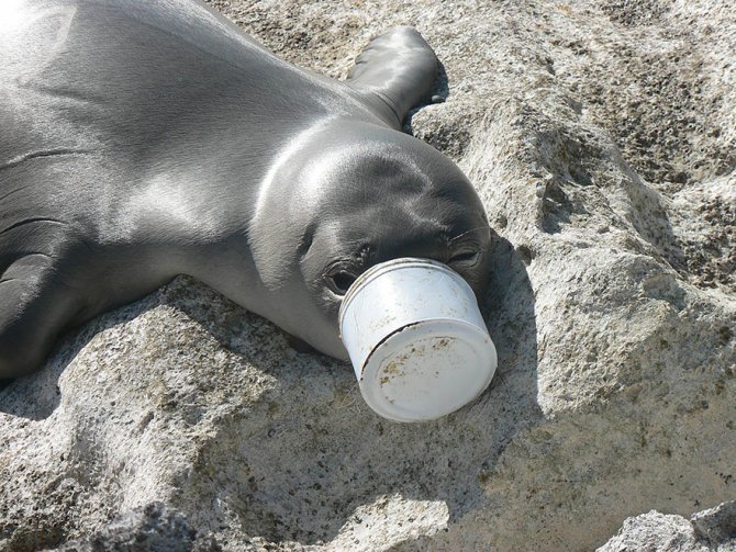Questa foca che non può liberare il naso dalla plastica
