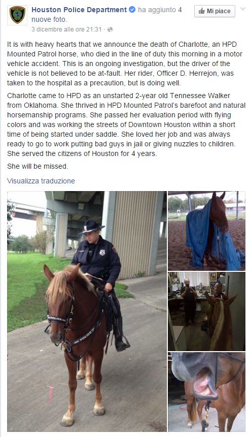 Poliziotto Cavallo